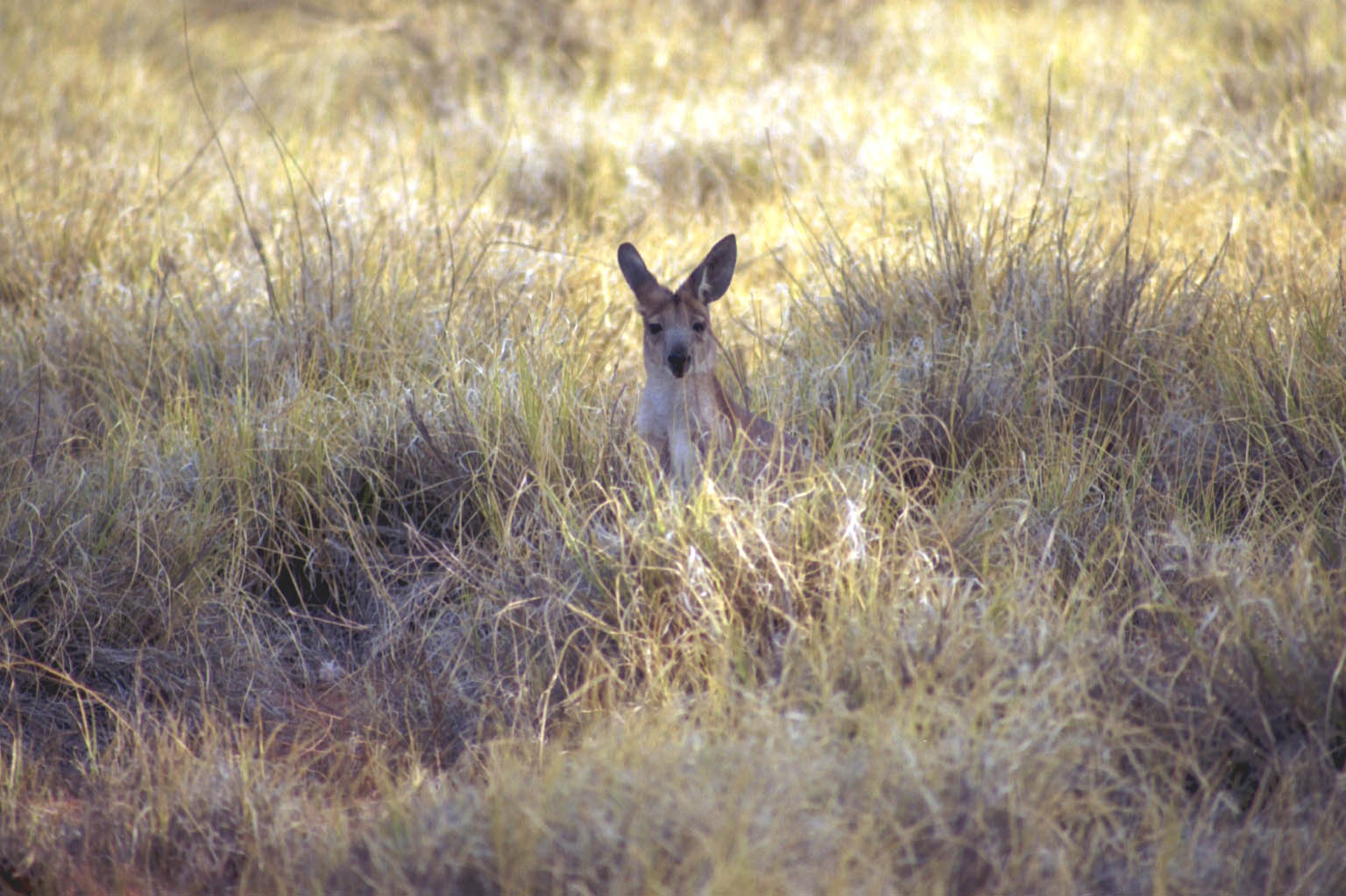 overlanding in Oz - wild kangaroo
